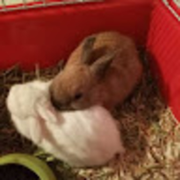 Meet your Posher, Diego - Picture 1 of 1